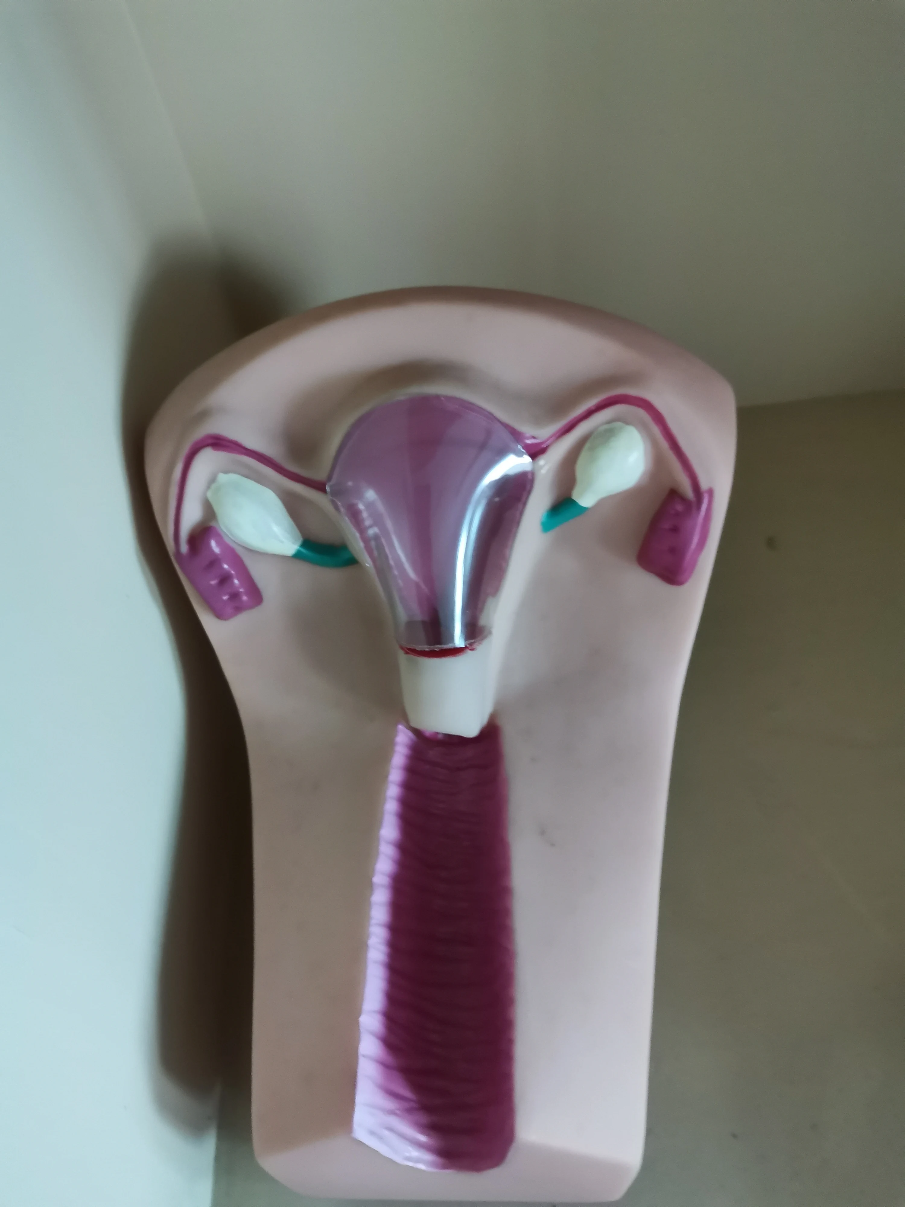 Female intrauterine contraception and training model