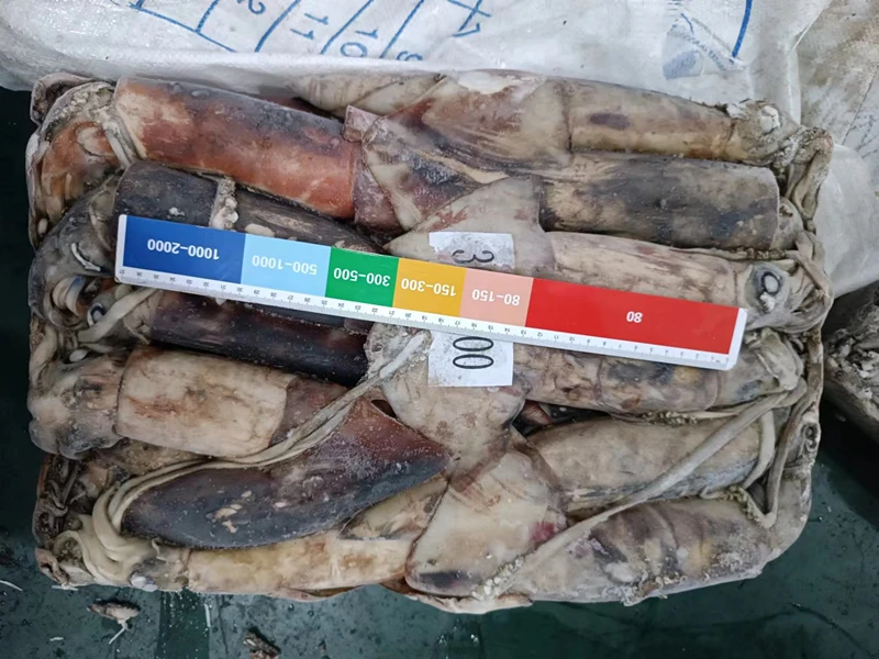 Good Quality Seafood Equatorial Squid 15kg Bag Packing BQF Frozen Gigas Equator Squid