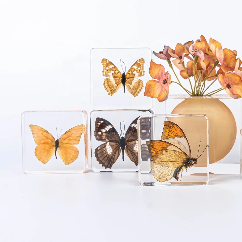 Factory Hot Sale Resin Crafts block Butterfly Real Insect Biological Specimen Animal Pattern Taxidermy Gift resin specimen
