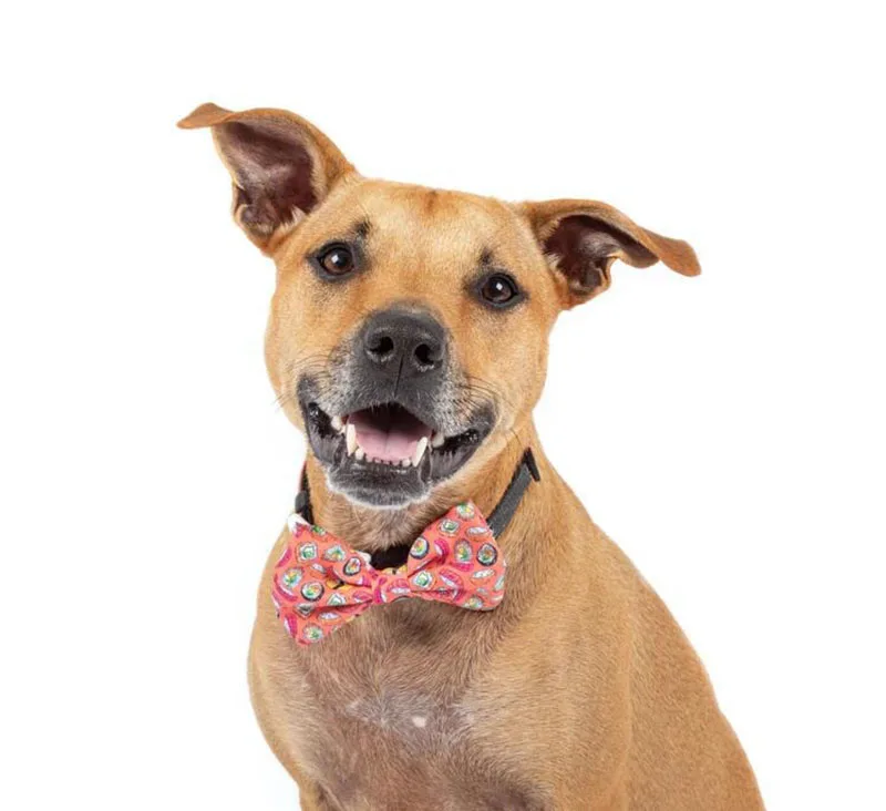 Ошейник для дрессировки собак, мягкий пластиковый ошейник с пряжкой