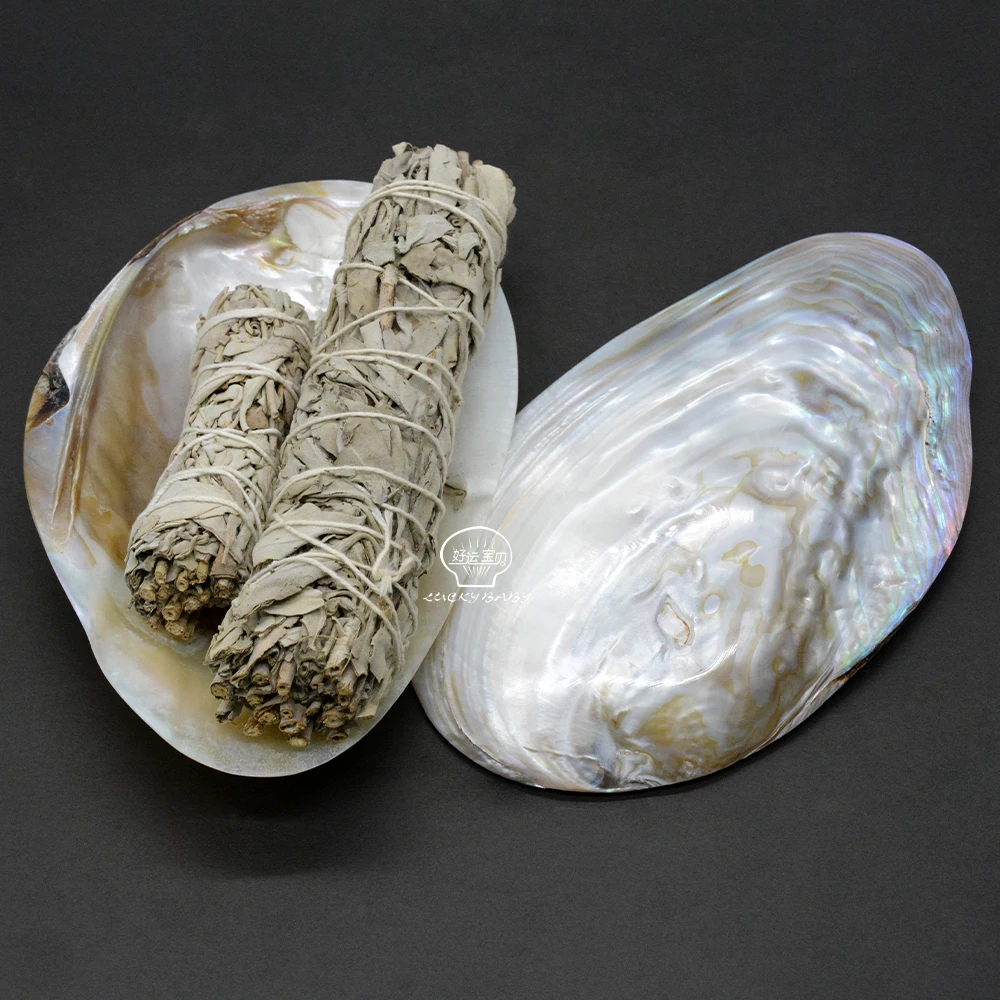 Natural Sea Mussel Shell Polished  Pearl Shell Oyster Mother of Pearl Abalone Shell Home Decoration And Jewely Making