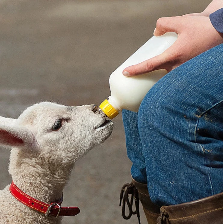 Sheep Goat Milk Nipple High Quality Sheep Feeder Nipple Pacifier Soft Silicon Sheep Milk Nipple