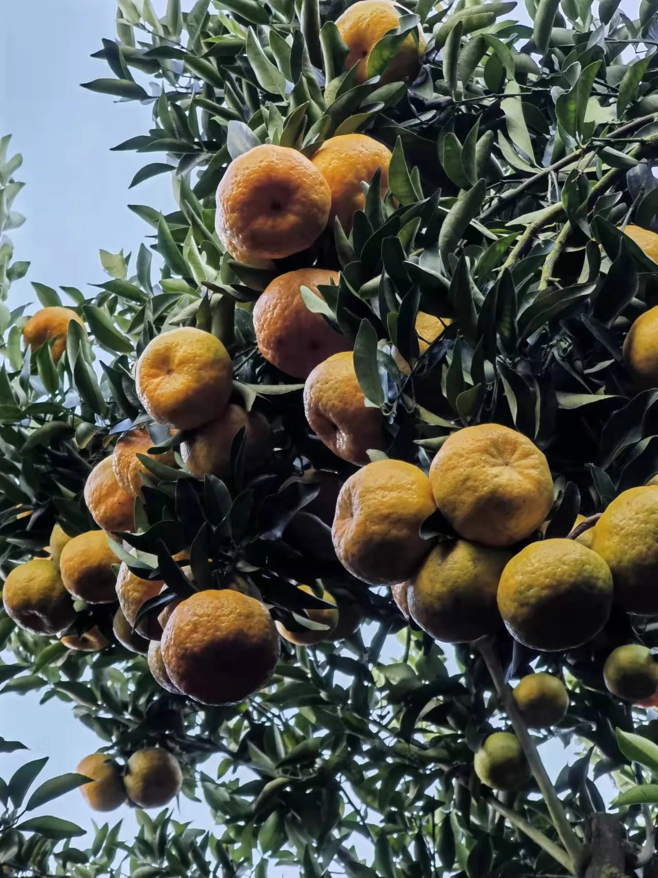 China crop organic fresh mandarin orange fruit citrus orange