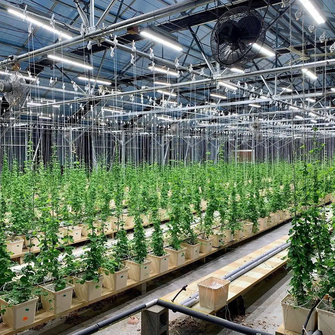 Большая Акция! 2023 распродажа тепличные Гидропонные скамейки для выращивания семян столы растений