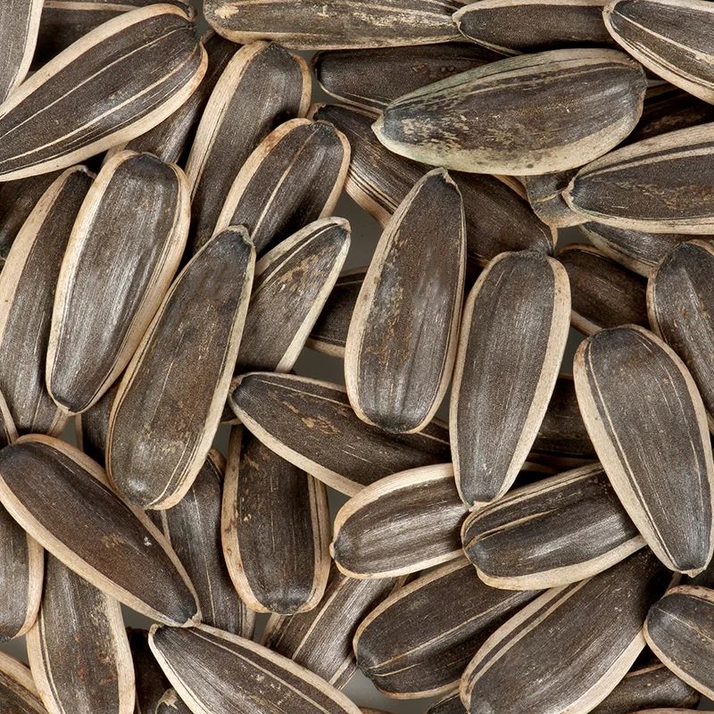 goods taste sunflower seeds 361 sunflower seeds wax sunflower seeds wax manufacture