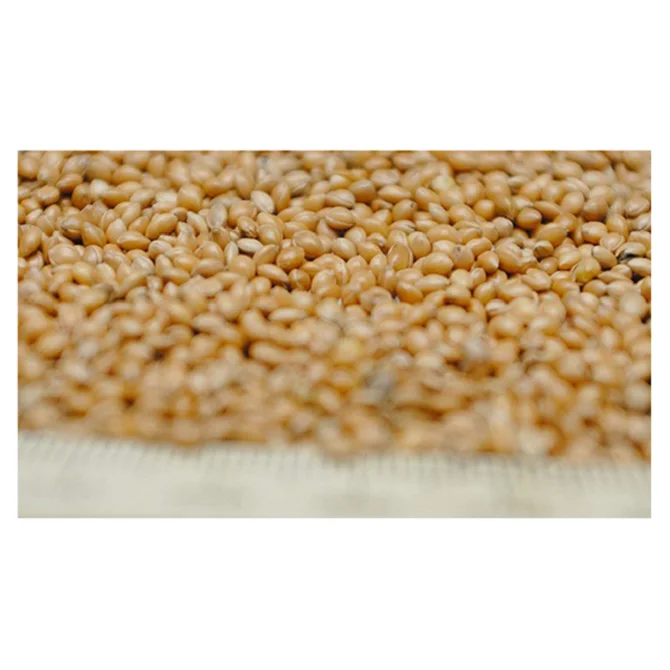 COMMON Cultivation Type yellow color bird millet for hot sale