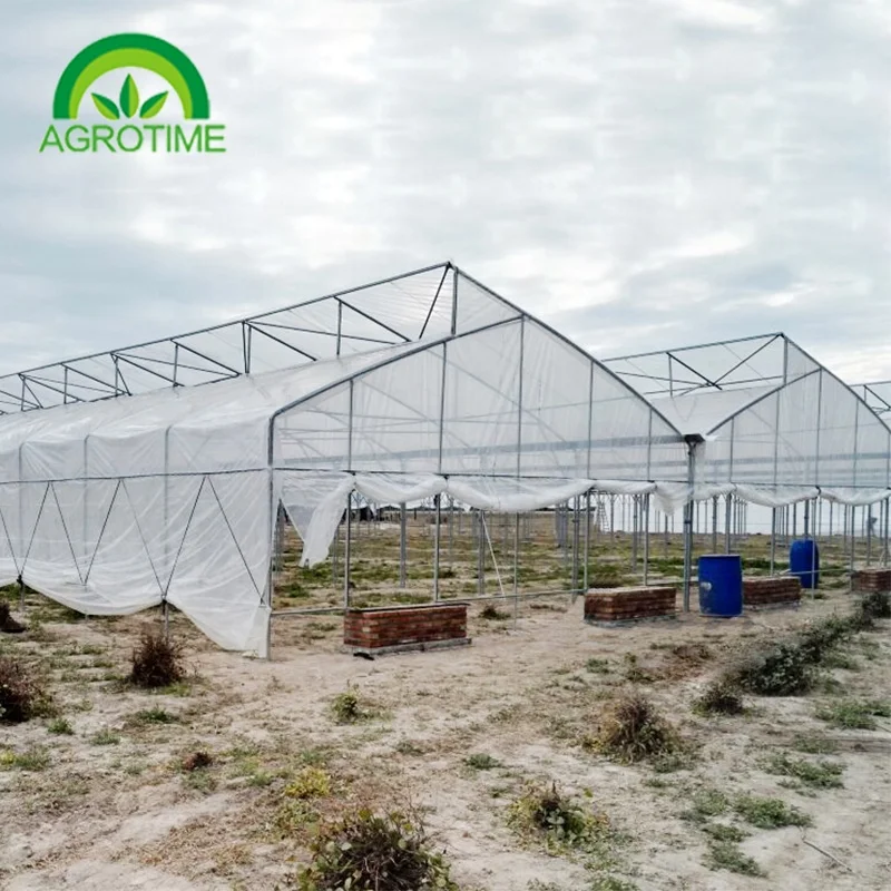 Argentina Projects Installed Commercial Hydroponic Plastic Film Green House Multi-span Agricultural Greenhouses