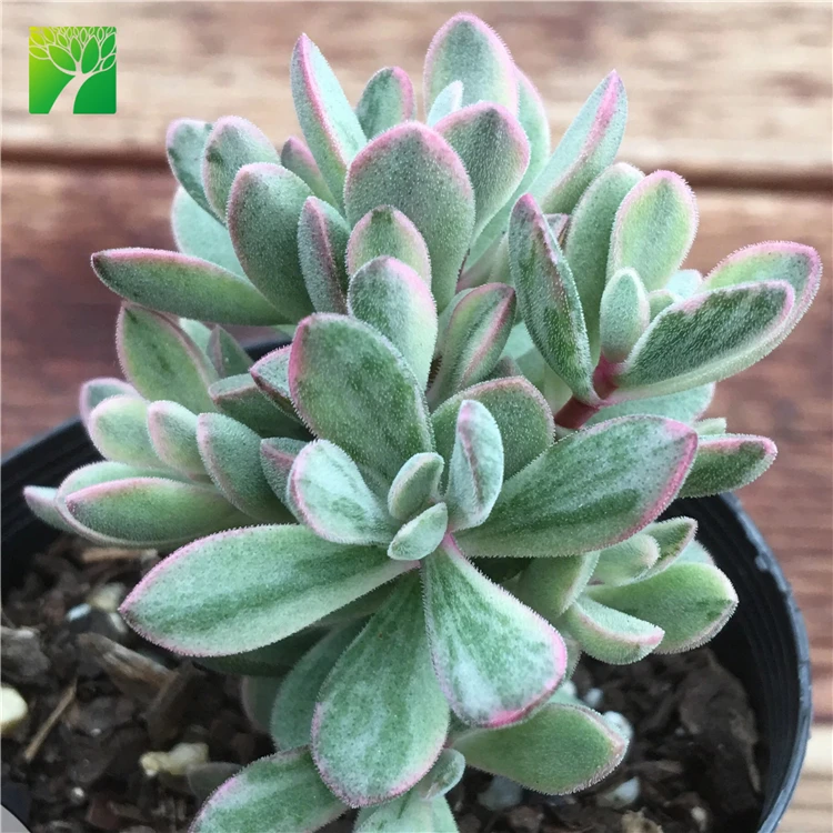 Wholesale Rare variety live succulent plants Crassula rogersii Variegata plant