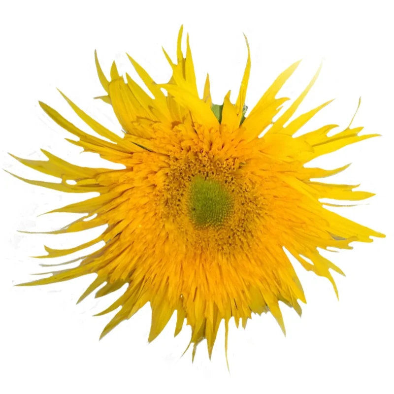 
Helianthus Annuus Seed sunflower seeds for planting 