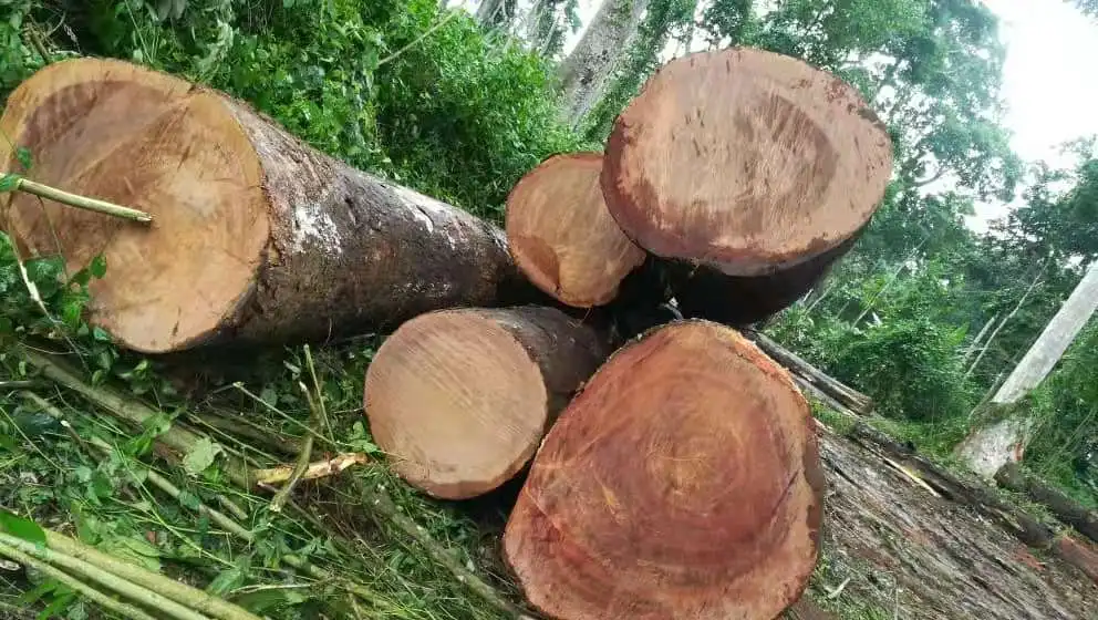 Azobe Round Log Hardwood from Cameroon With Low Price Cheap Round Log Cameroon Wood