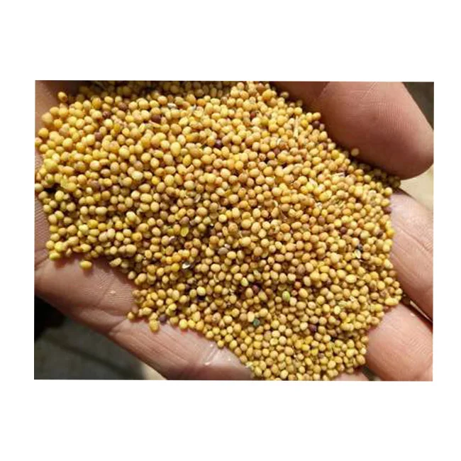 Best Quality Professional Manufacturer Supply Canola Seeds Wholesale PricesRape Seed Canola Seeds for Sale - Canola Beans