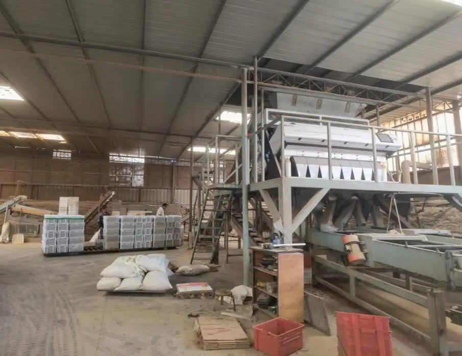 Chinese Xinjiang green raisins black white dry dried soft grapes