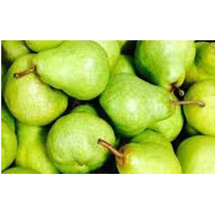 SOUTH AFRICA SUPER QUALITY FRESH PACKHAM TRIUMPH PEARS FOR WHOLESALE