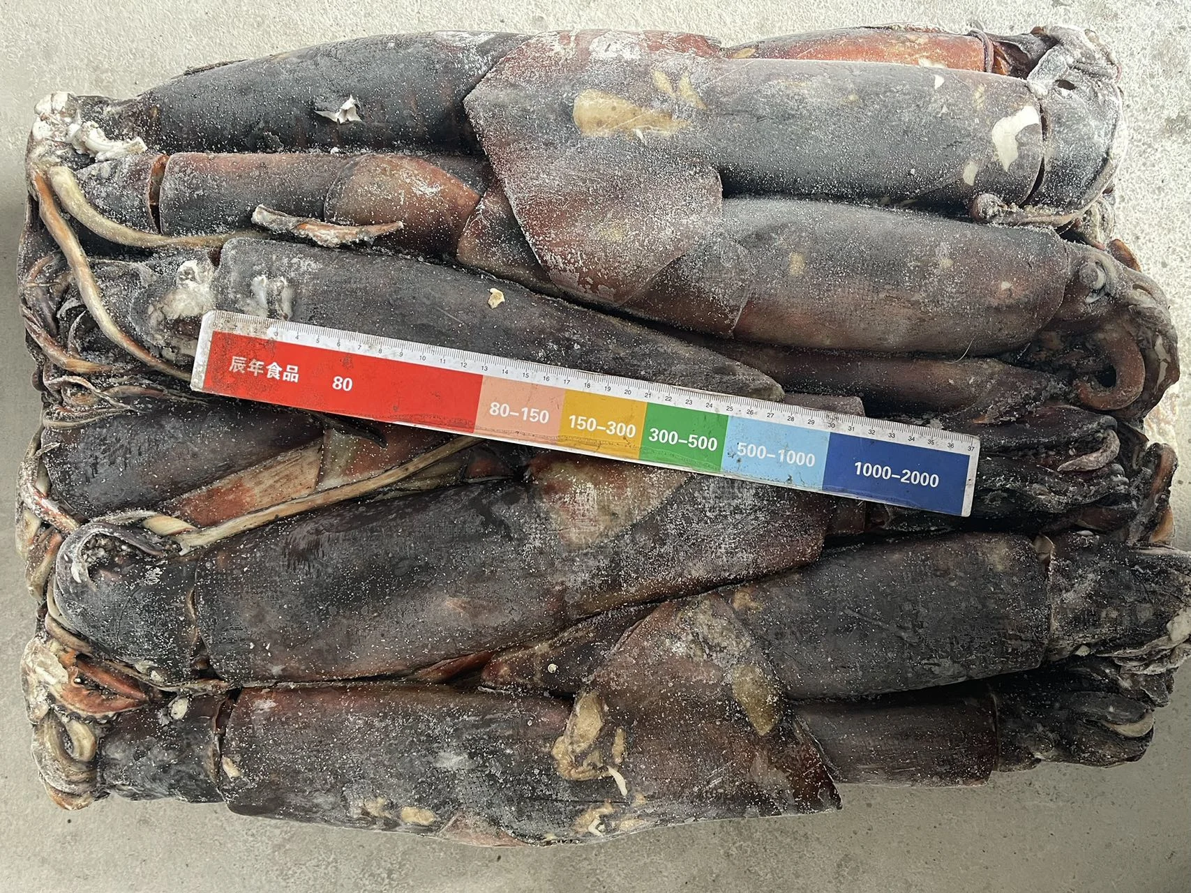 500-1000g Whole Round Squid Dosidicus Gigas Sea Frozen Equator Squid