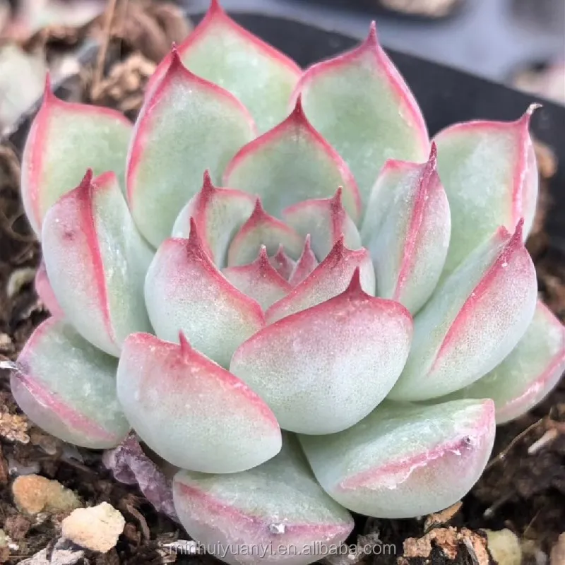 Живые суккуленты Echeveria Lotus 1 57 дюйма комнатные декоративные растения оптовая продажа для детской