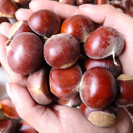 2024 new harvest chestnut 30-40 40-50pcs/kg mesh bag packed peeled chestnut for sale