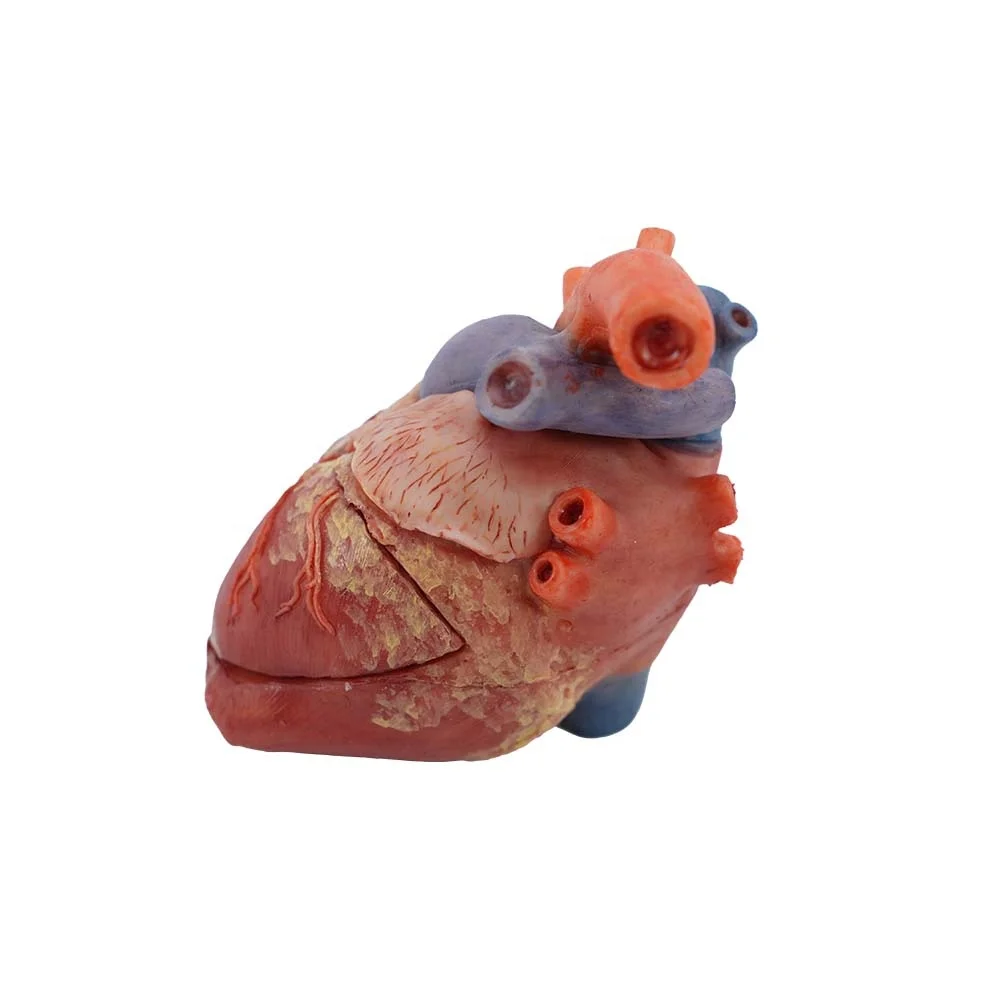 Manufactory Direct Heart Anatomical Model High Simulation Anatomy Models