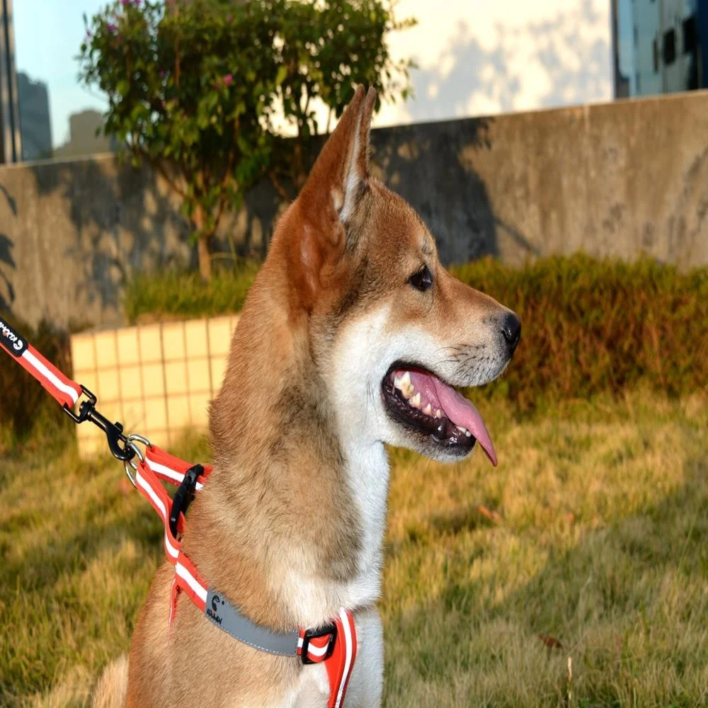 PVC waterproof glow in the dark dog collar