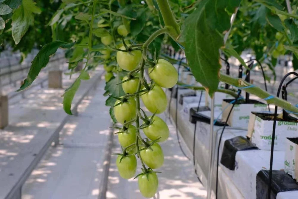 Hot Galvanizing Frame Multi-span  Glass  Hydroponic System Greenhouse /Hydroponic Greenhouse for Vegetables