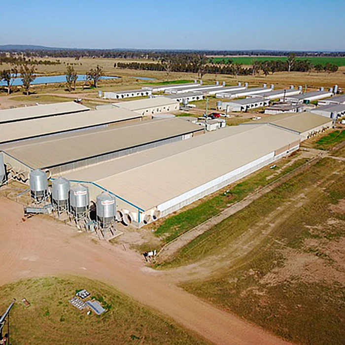 Inflatable Cow Bounce House Chicken Coop Hen Wooden