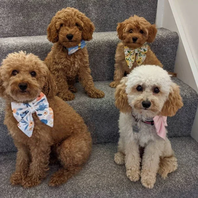 Cheap Pet Accessories Wholesale Colorful Adjustable Pet Bowtie Custom Dog Bowtie Sailor Bow Tie For Girl Boy