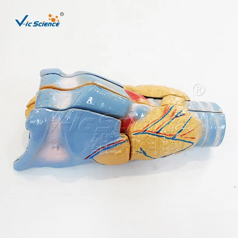 Laryngeal anatomical model human body organ model of body organs medical anatomy model school and hospital teaching