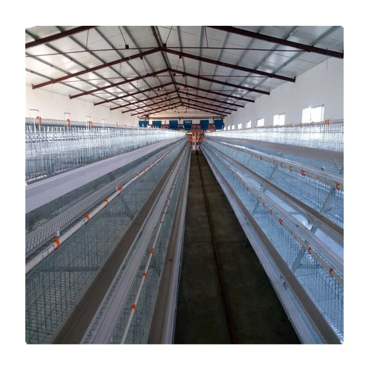 Automatic layer chicken cages with best price