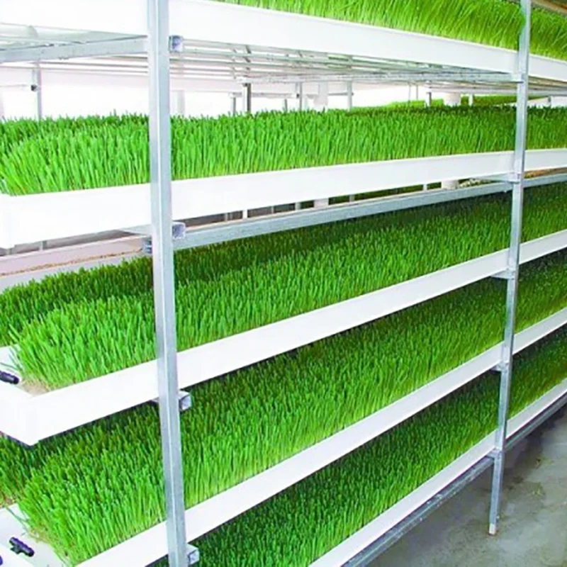 Гидропонная система для фермы, кормовой травы, продуктов для животных и кормовой системы