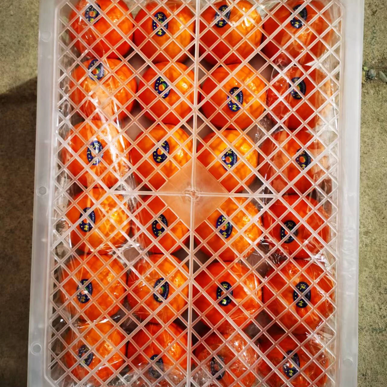 Factory fresh citrus orange price navel orange with plastic frame
