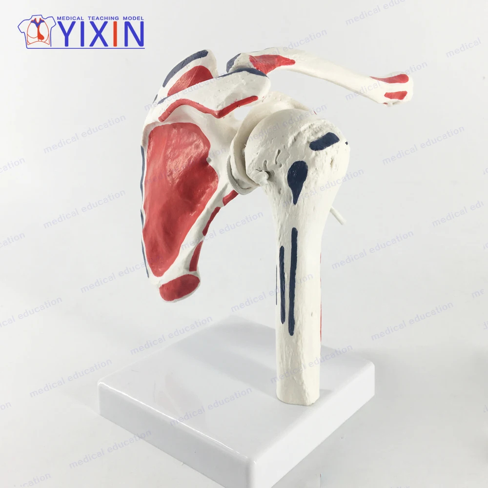 
New Style Human Shoulder Blade Skeleton Model with Area Painted for Medical Teaching 