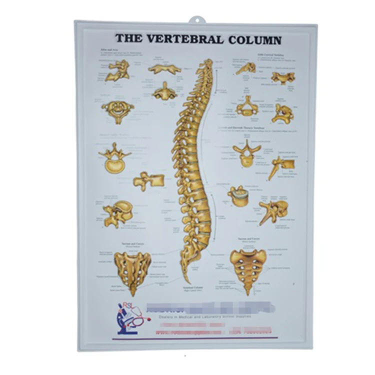 Educational customized plastic 3d human anatomy medical chart 3d dental posters Charts