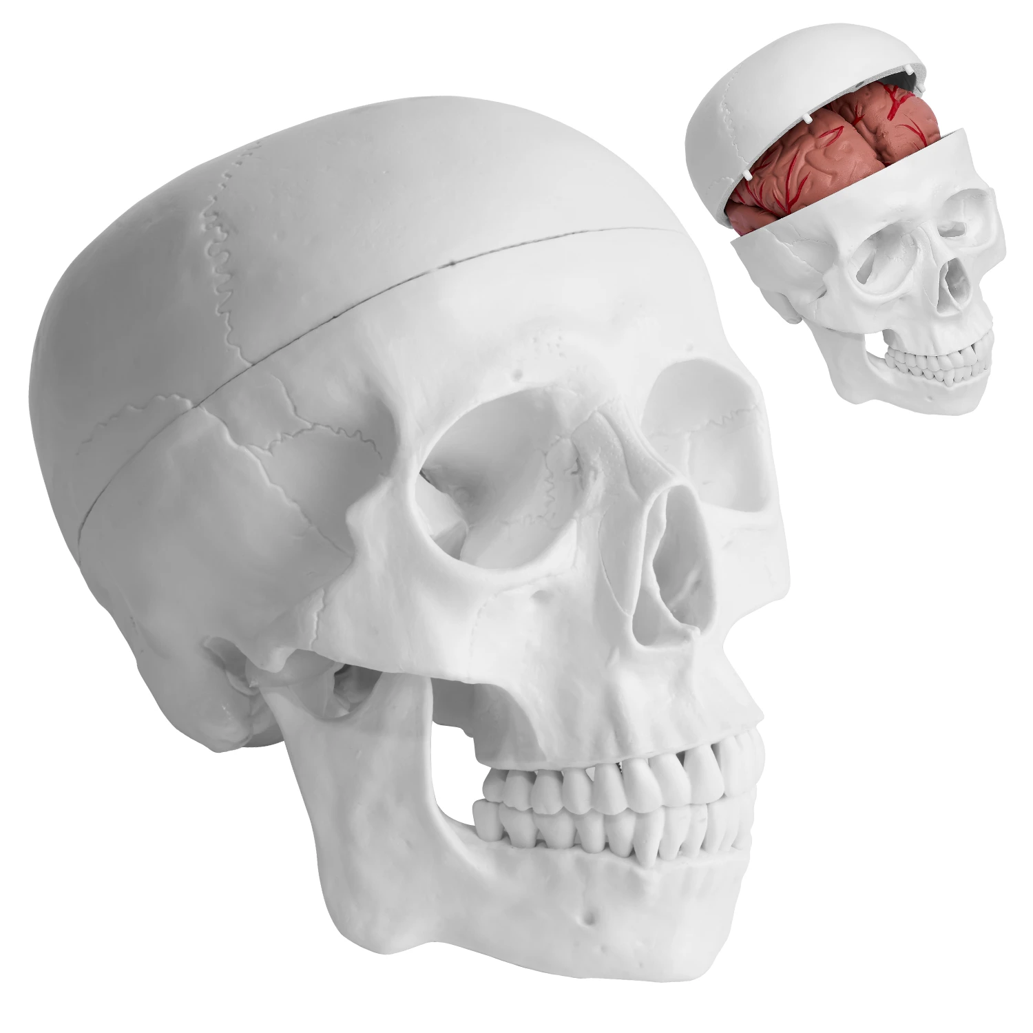 BIX-A1011medical school the structure clearly  modelling lifelike  material wear-resistant skull model with 8 parts cerebral