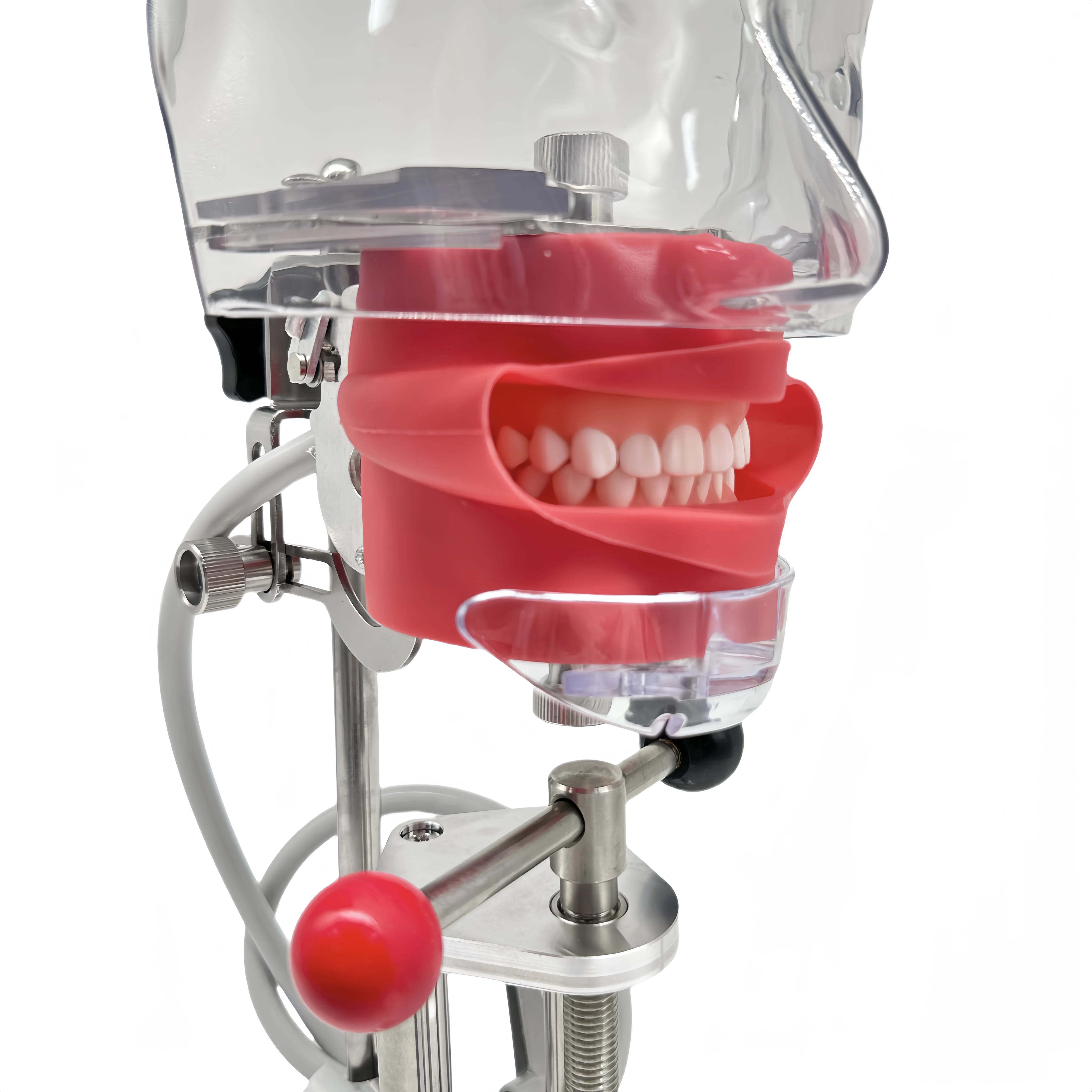 Adjustable Teeth Replacement Dental Phantom Head Manual Phantom Dental Model Plastic Metal Material Desktop Mounted Simple Table