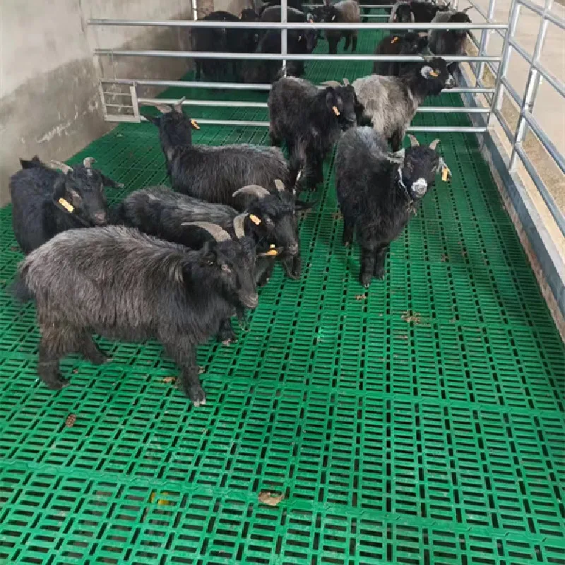 Pig Farming Equipment Pig Farm Equipment Plastic FlooringSheep Farm Equipment Goat Flooring