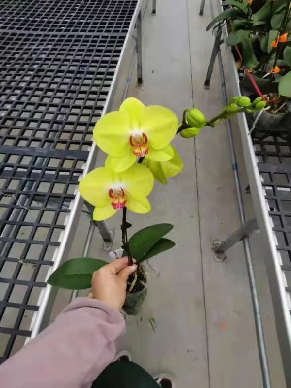 
Hot sale indoor natural plant phalaenopsis orchid live plant 