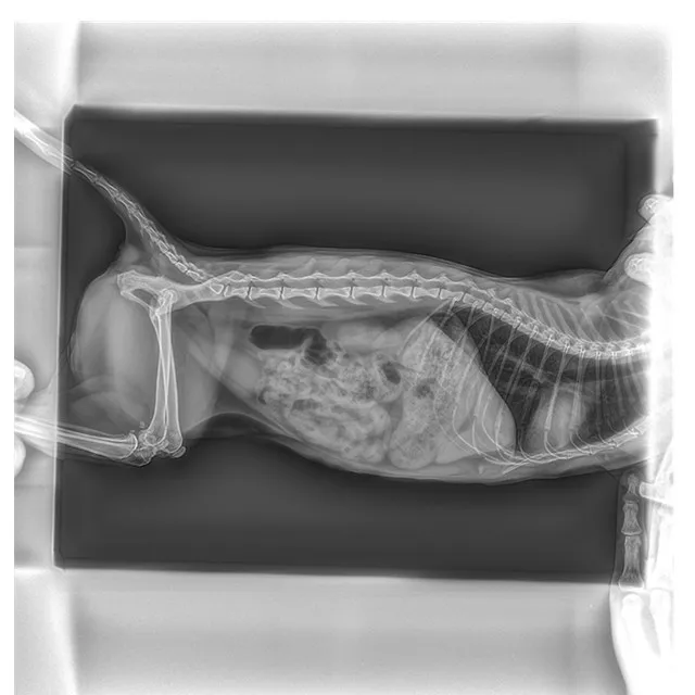 Медицинская больница 17*17 DR цифровой рентгеновский плоский панельный детектор рентгеновских снимков по