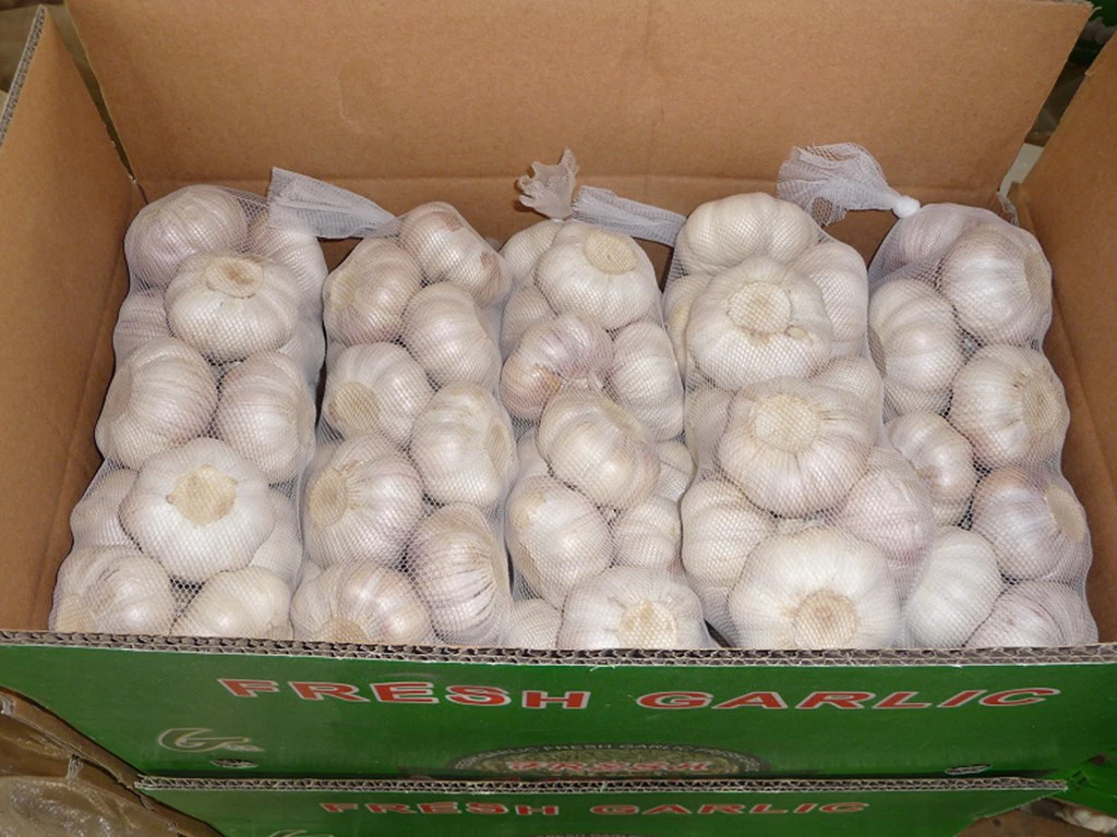 fresh ginger and garlic fresh in bulk from Shandong Sinofarm supplier