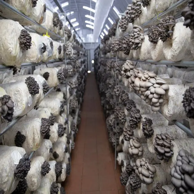 
Oyster Mushroom Spawn/logs/bags Supplier Chinese Factory with smart factory made 