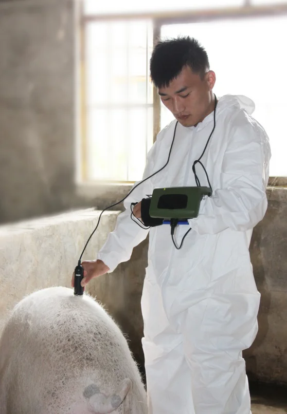 Vet ultrasound scanner for pig