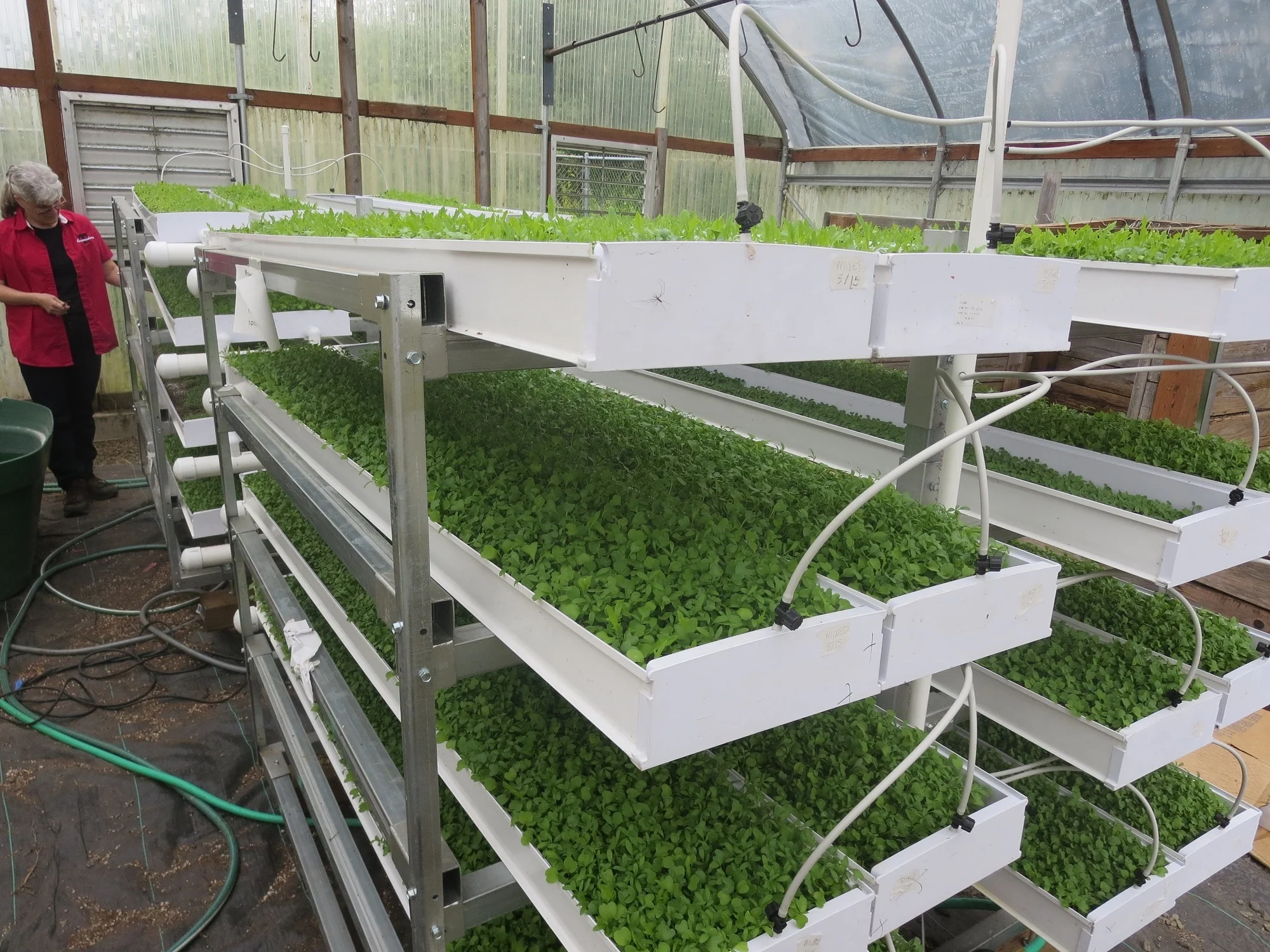 Hot Sale Barley Vertical Fodder Growing Shelf Hydroponic Fodder Grow System For Animals