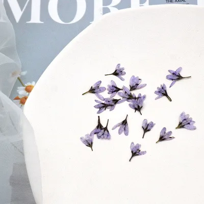 Real Dried Pressed Flower Little white flower, tiger tail grass Dried Flowers