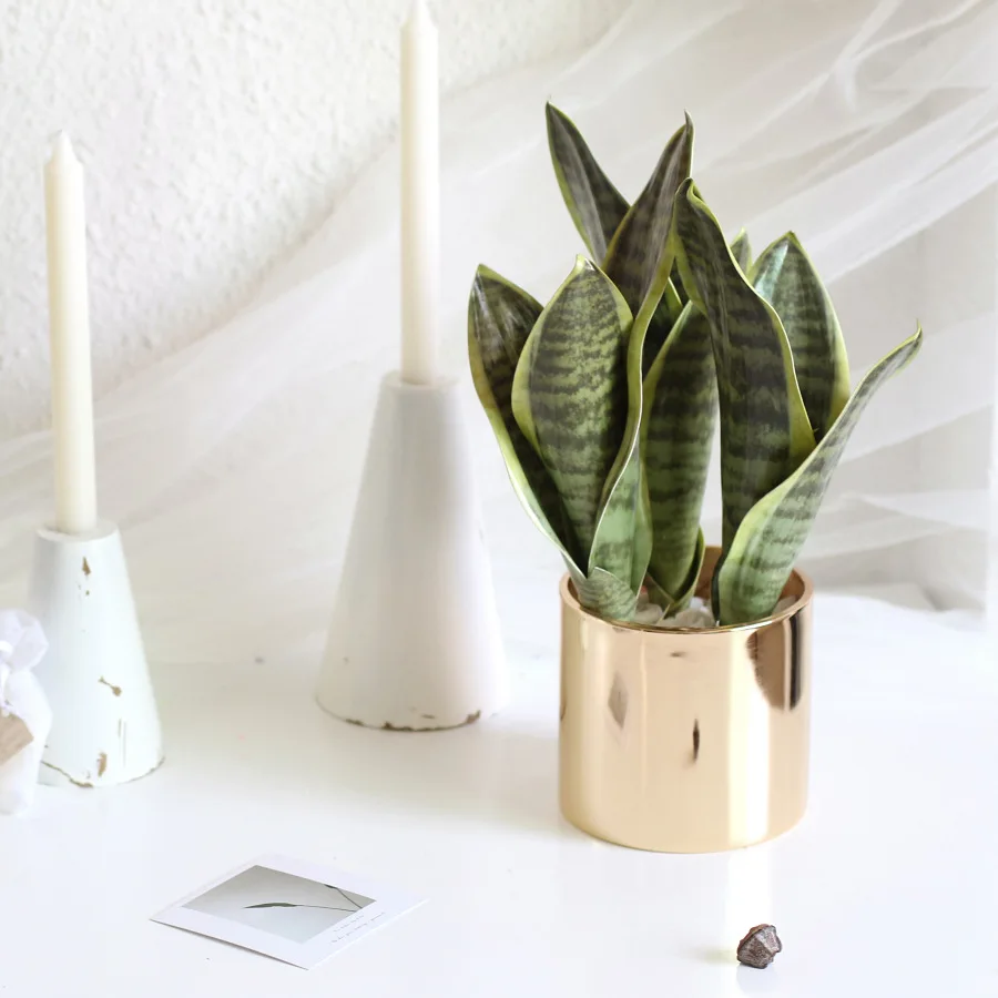 
INS Nordic seaweed storage flower decoration storage 5 leaves Snake Plant golden Planter gold flower pot in plastic tupe 