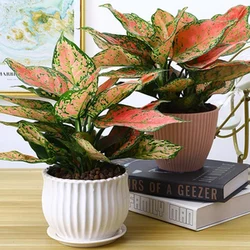 Лидер продаж высокое качество горшок для растений aglaonema