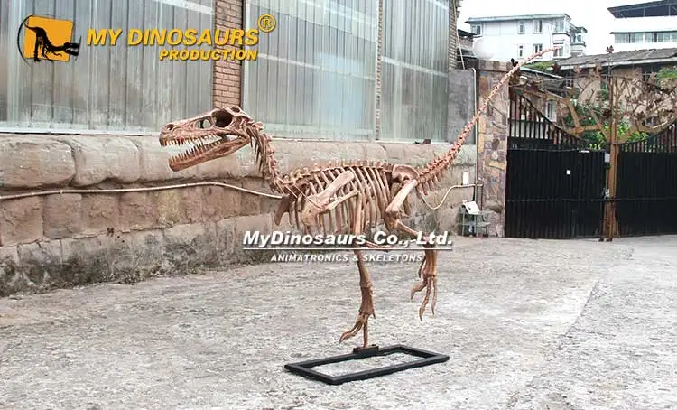 MY DINO Garden Decor Prehistoric Raptor Dinosaur Skeleton Model
