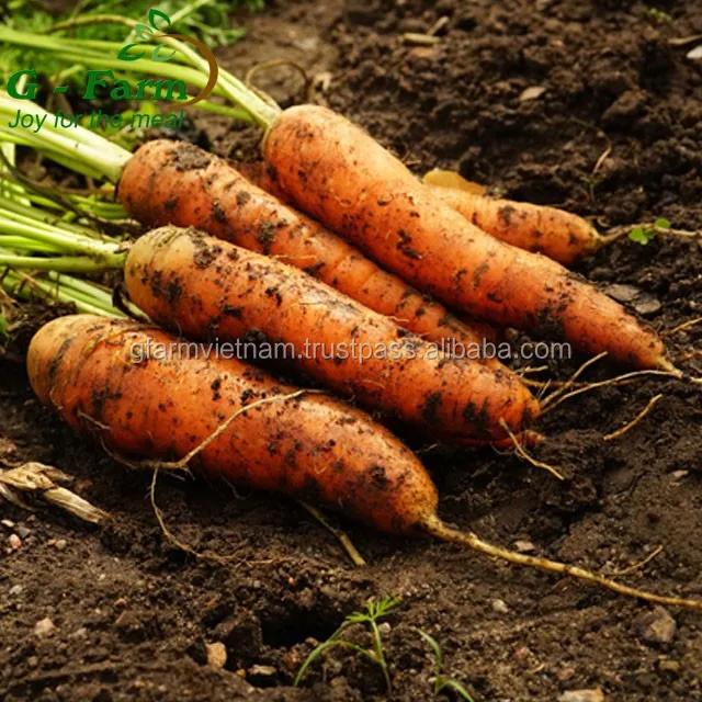 
Season 2020 From Vietnam organic fresh carrot size S M L 2L 3L carton box 5kg 10kg length size 16-24cm 