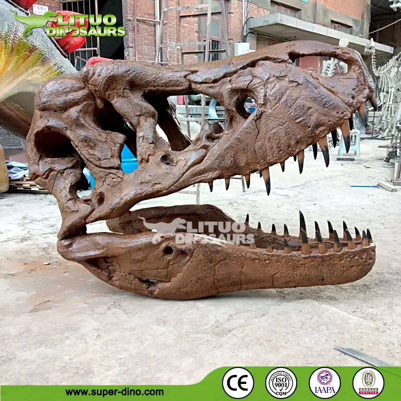  Тематический парк популярный череп динозавра T Rex