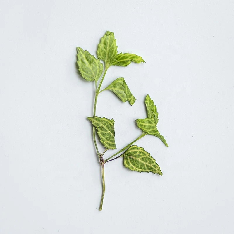 Butterfly Lotus Leaf Scrapbooking Epoxy Resin Natural Plant Eco-friendly Real Pressed Flower