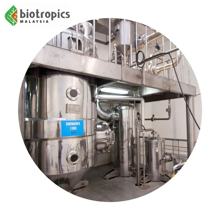 Female Product Kacip Fatimah Extract Food Grade Powder Labisia Pumila Extract for Traditional Herbal Preparation