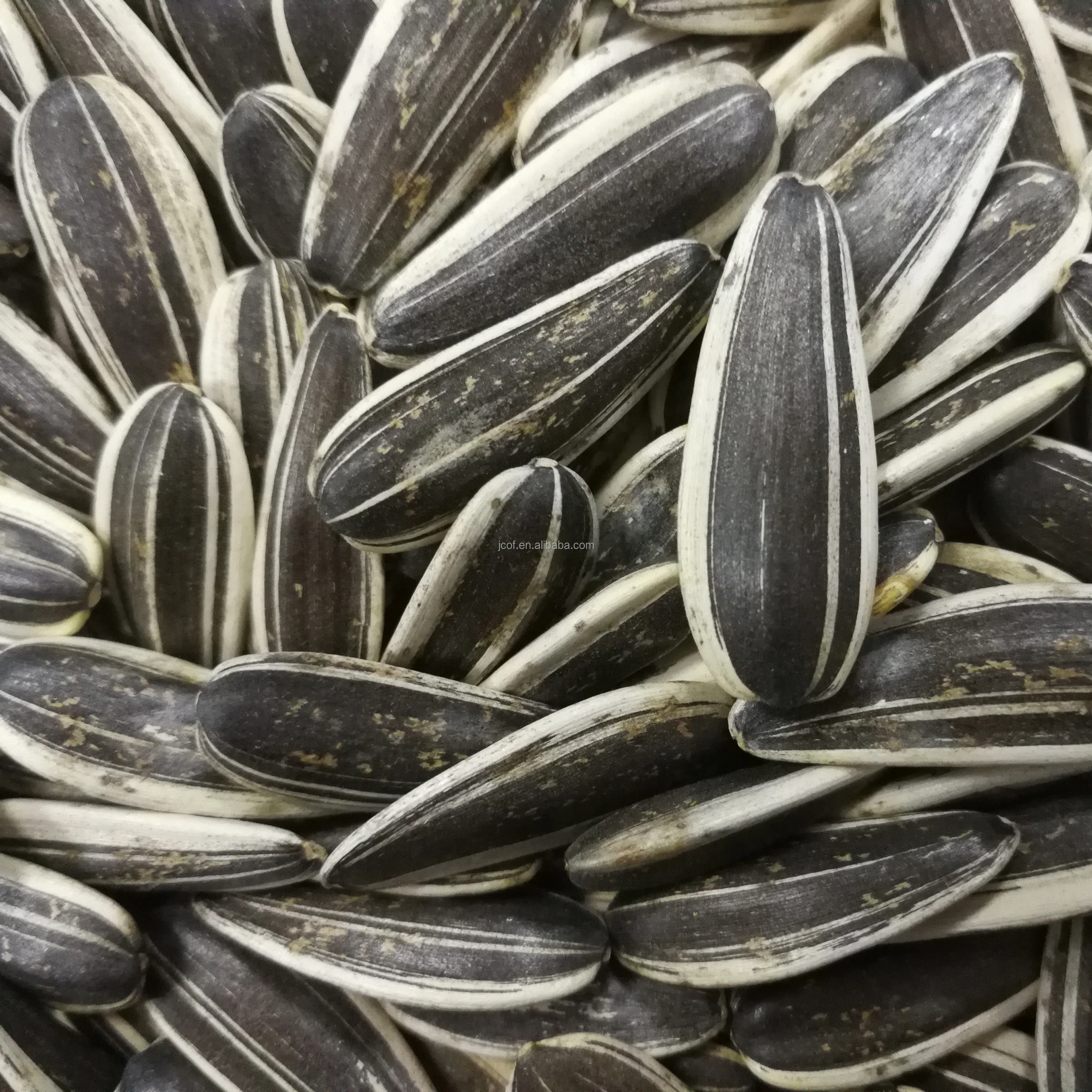 
sunflower seeds 601 (794) 