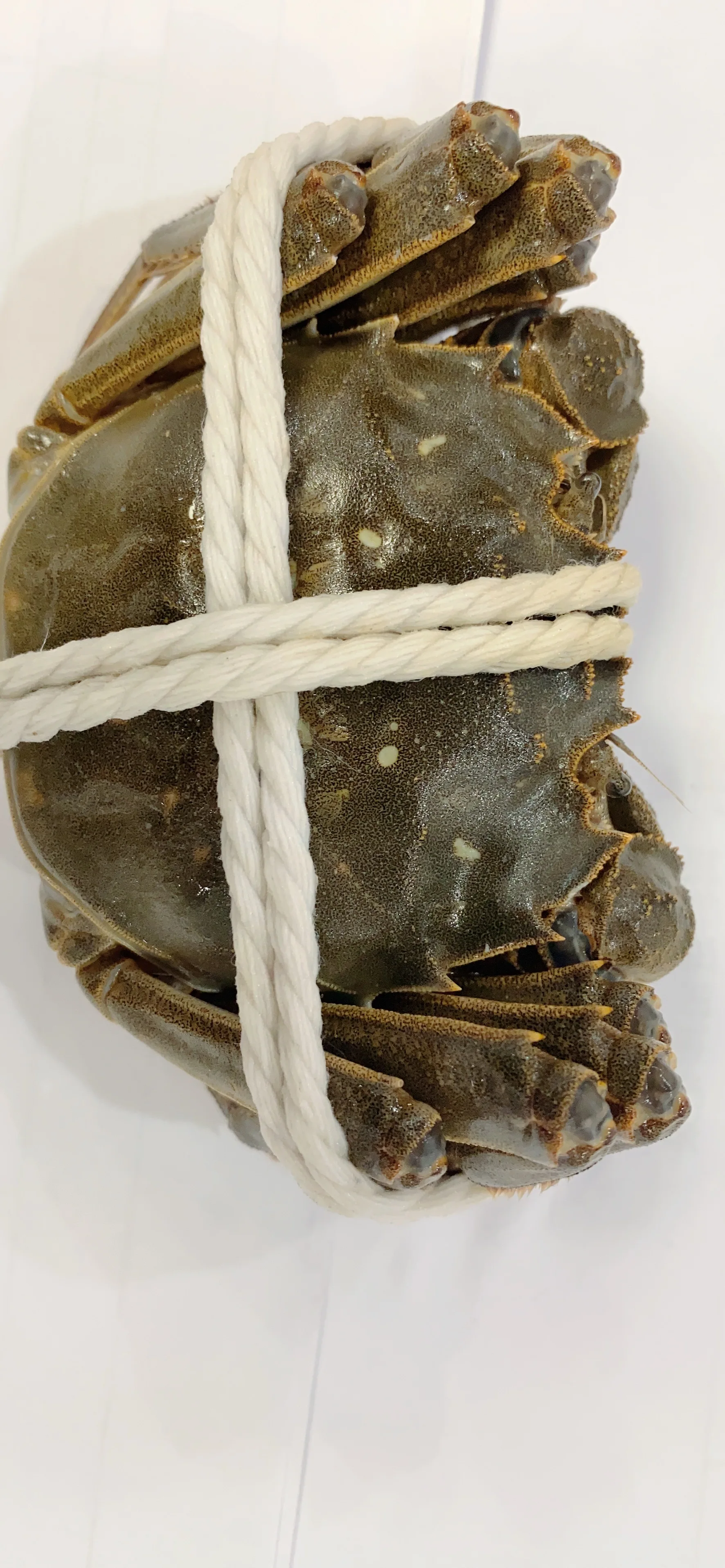 Legs King Style Crab Packaging Weight Shelf Muscle Origin Cutting Type Life Variety ISO Fresh Place Model HACCP Months HALAL